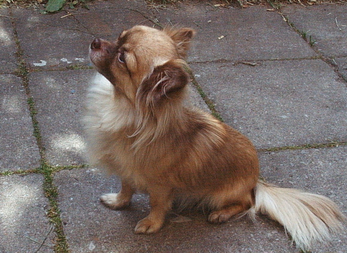 Čikinka.JPG